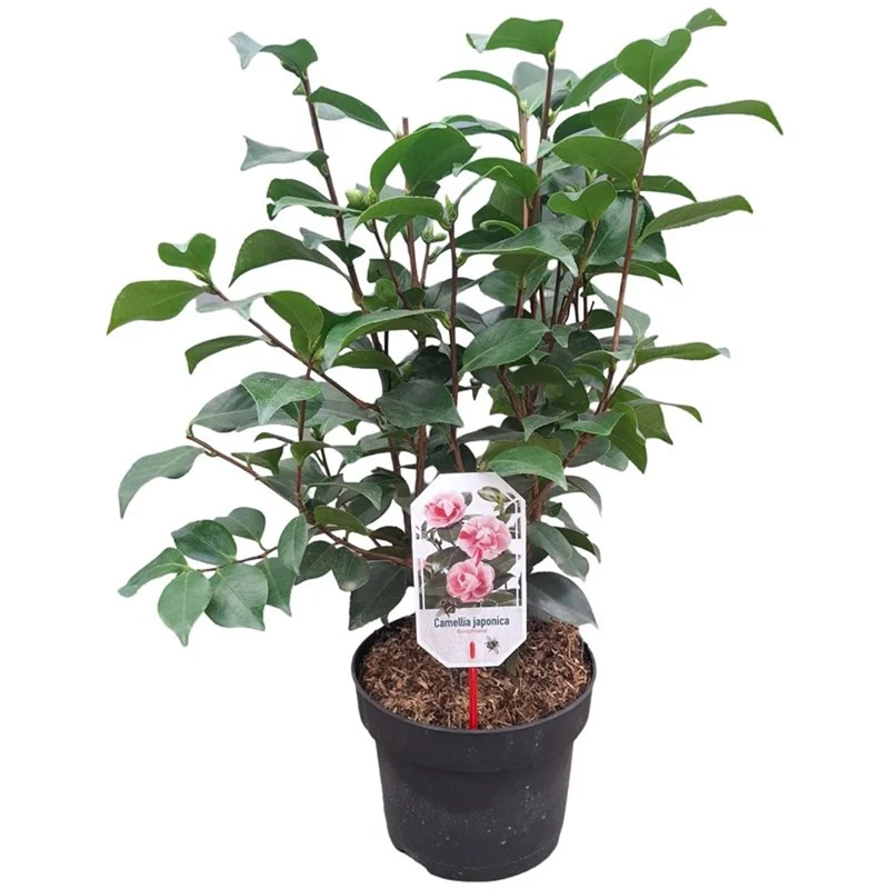 Camellia japonica 'Bonomiana' C5 (5 liters kruka) 60-80 cm