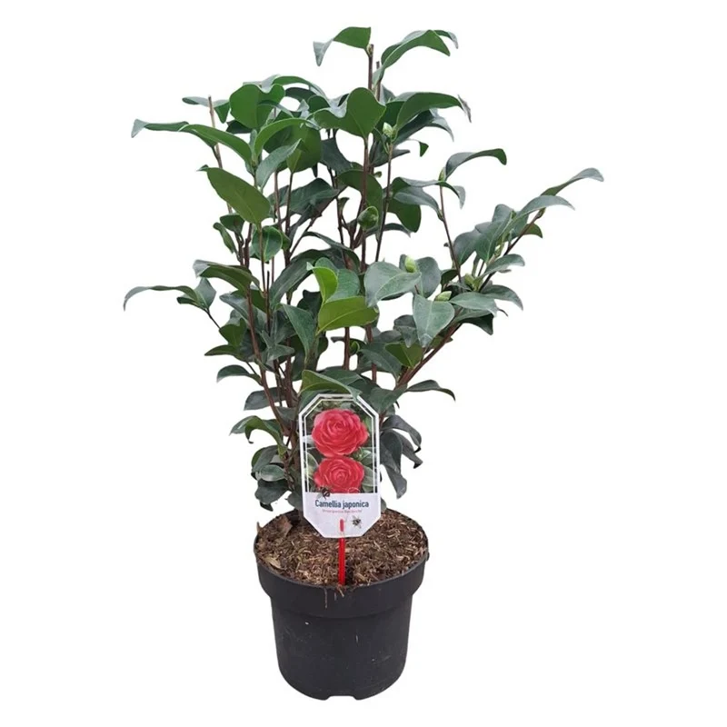 Camellia j. 'Principessa Baciocchi' C5 (5 liters kruka) 60-80 cm