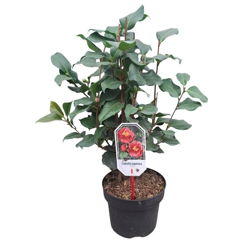 Camellia japonica 'Doctor King' C5 (5 liters kruka) 60-80 cm