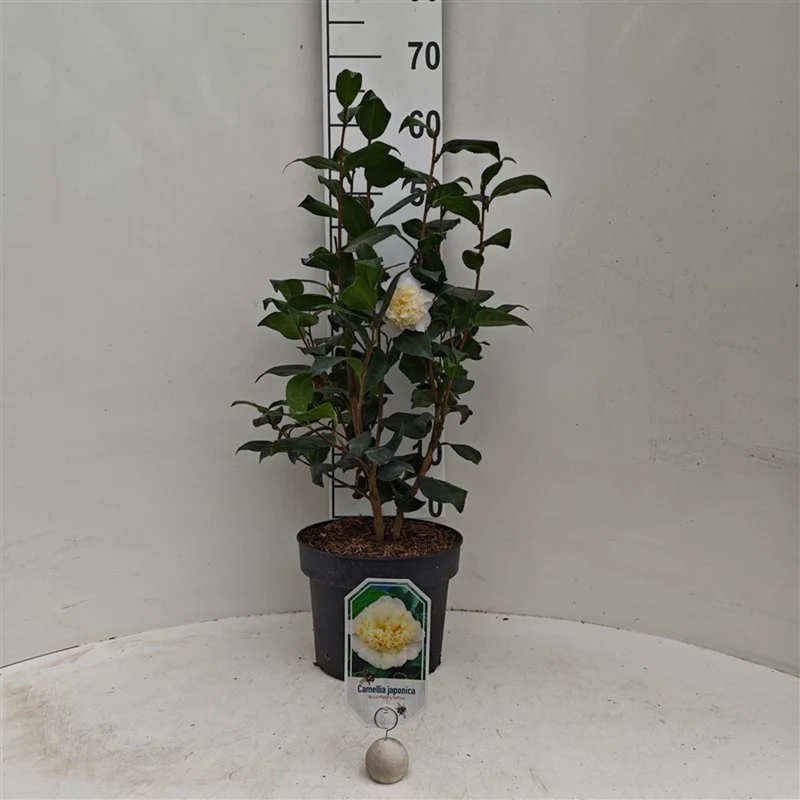 Camellia japonica 'Brushfield's Yellow' C5 (5 liters kruka) / 23 cm kruka 60-80 cm