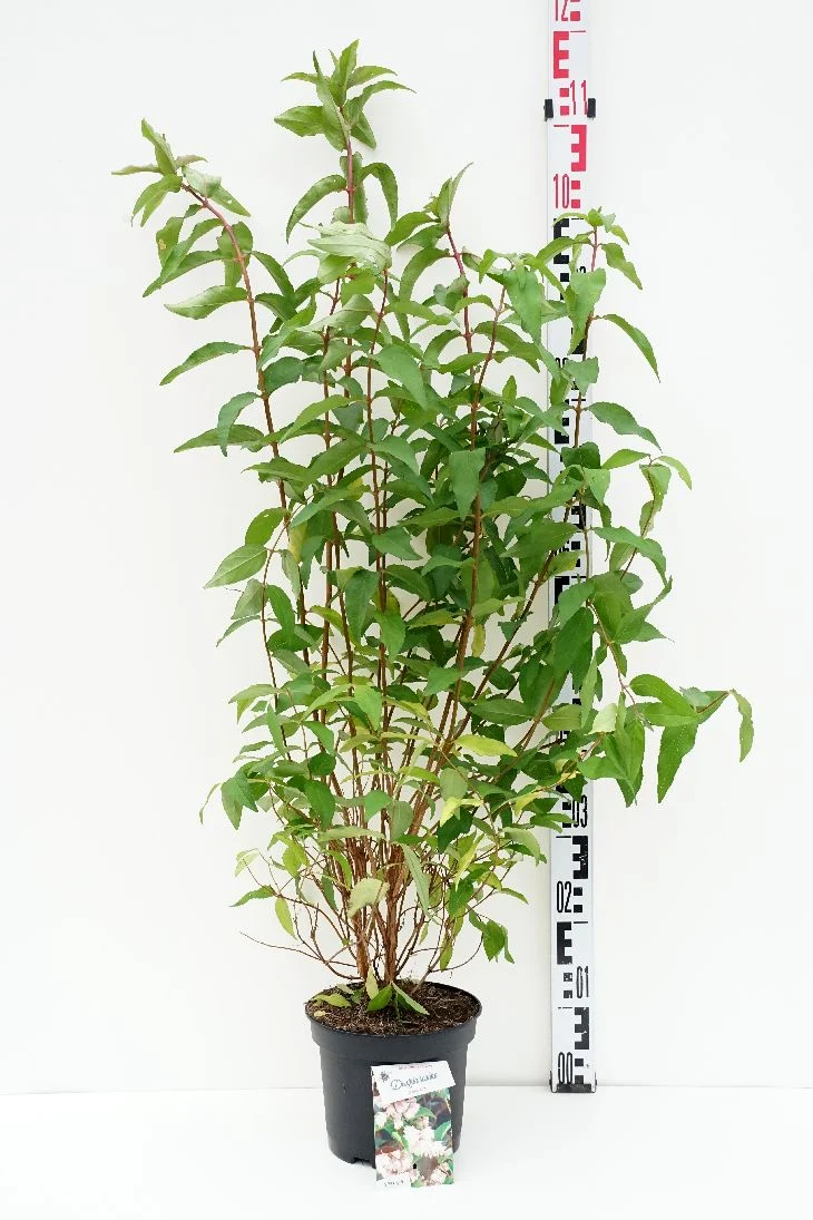 Deutzia scabra 'Codsall Pink' 30-40 cm, C3 (3 liters kruka)