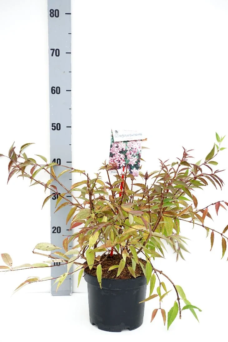 Deutzia purp. 'Kalmiiflora' C3 (3 liters kruka) 30–40 cm