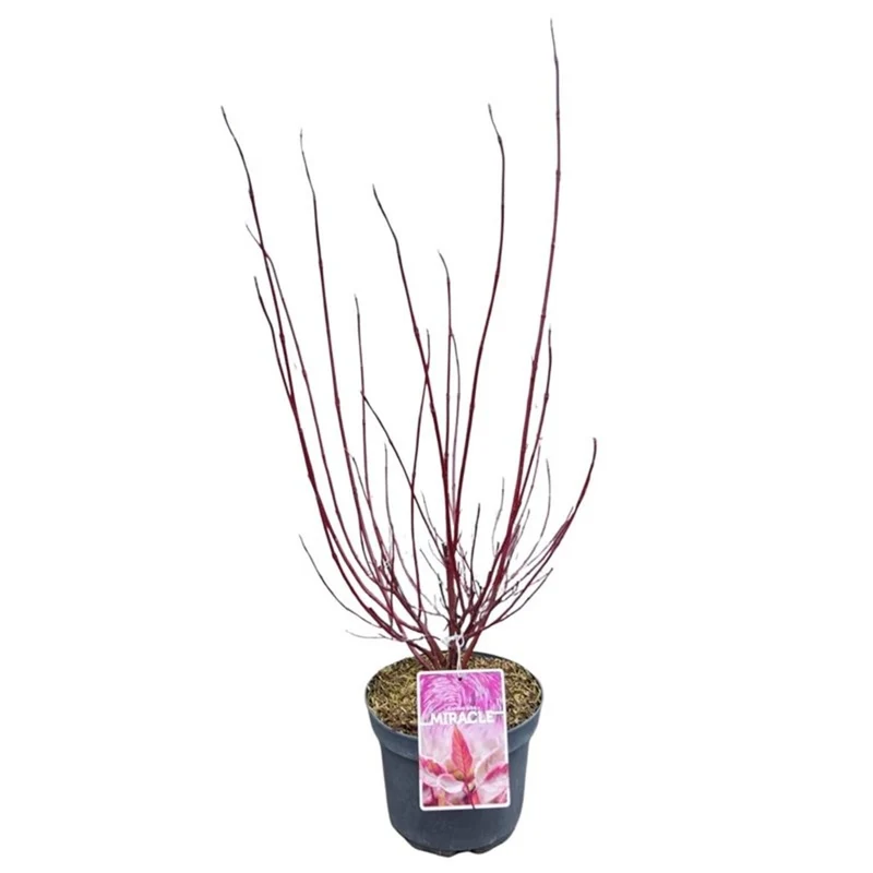 Cornus alba 'Miracle'® C3 (3 liters kruka) 40-60 cm
