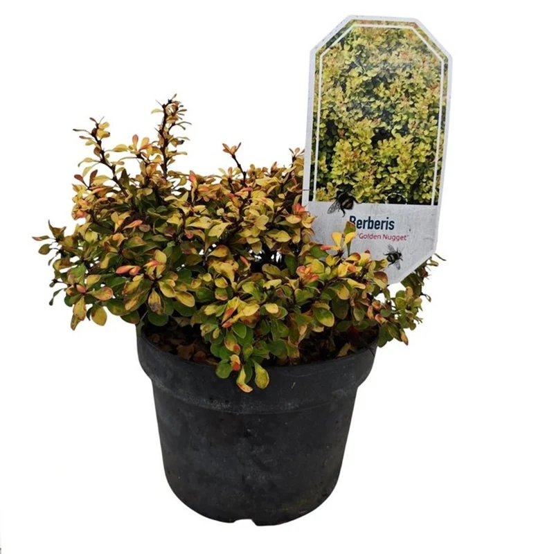 Berberis thunb. 'Golden Nugget' C3 (3 liters kruka) 25-30 cm