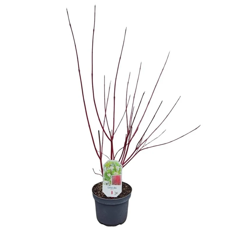Cornus alba 'Sibirica' 40-60 cm, C3 (3 liters kruka) / 19 cm kruka