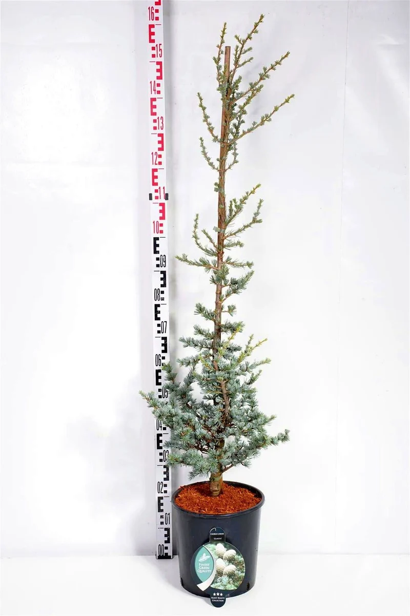 Cedrus lib. 'Glauca' C12 (12 liters kruka) 100-125 cm