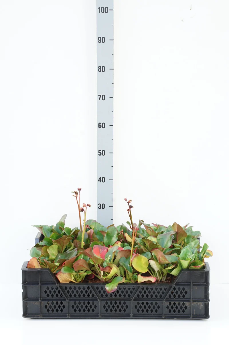 Bergenia cord. 'Eroica' 9 cm kruka
