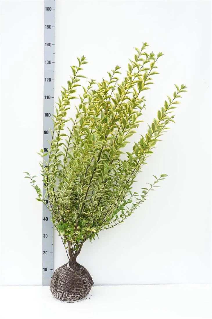Ligustrum oval. 'Aureum' 80-100 cm rotklump