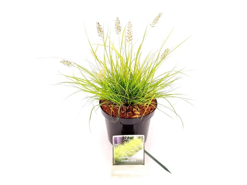 Pennisetum al. 'Lumen Gold'® 20-30 cm - C3 (3 liters kruka) / 19 cm kruka