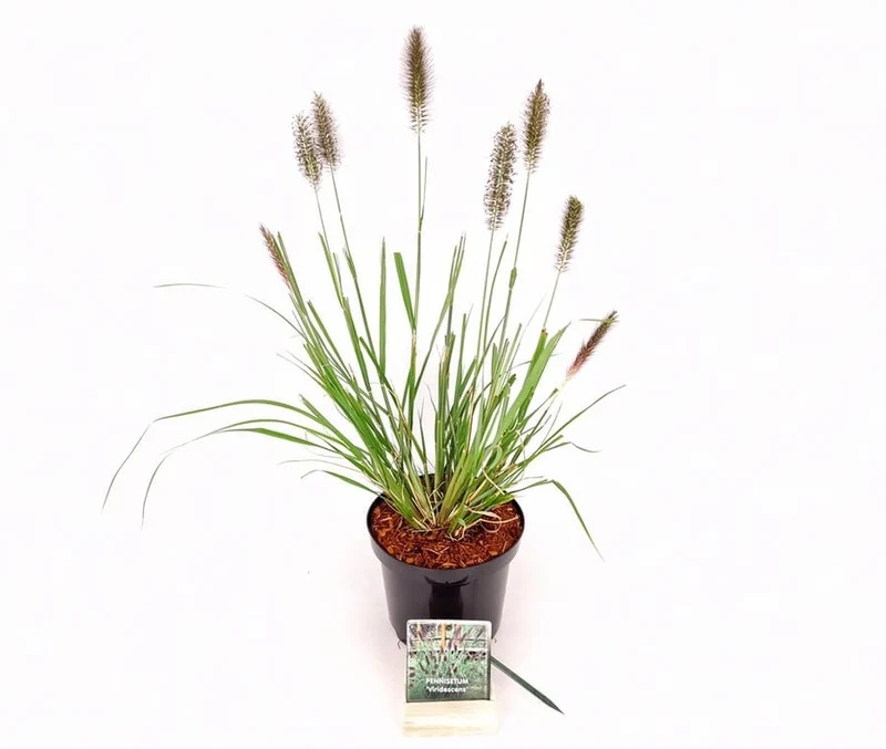 Pennisetum al. 'Viridescens' C3 (3 liters kruka) 30-40 cm