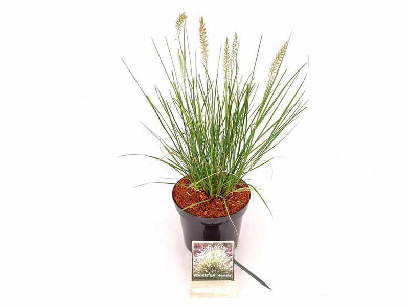Pennisetum al. 'Hameln' C3 (3 liters kruka) / 19 cm kruka 30-40 cm