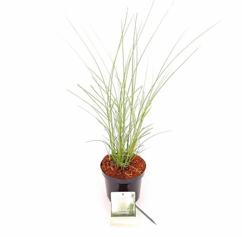 Miscanthus sin. 'Gracillimus' C3 (3 liters kruka) 30-40 cm