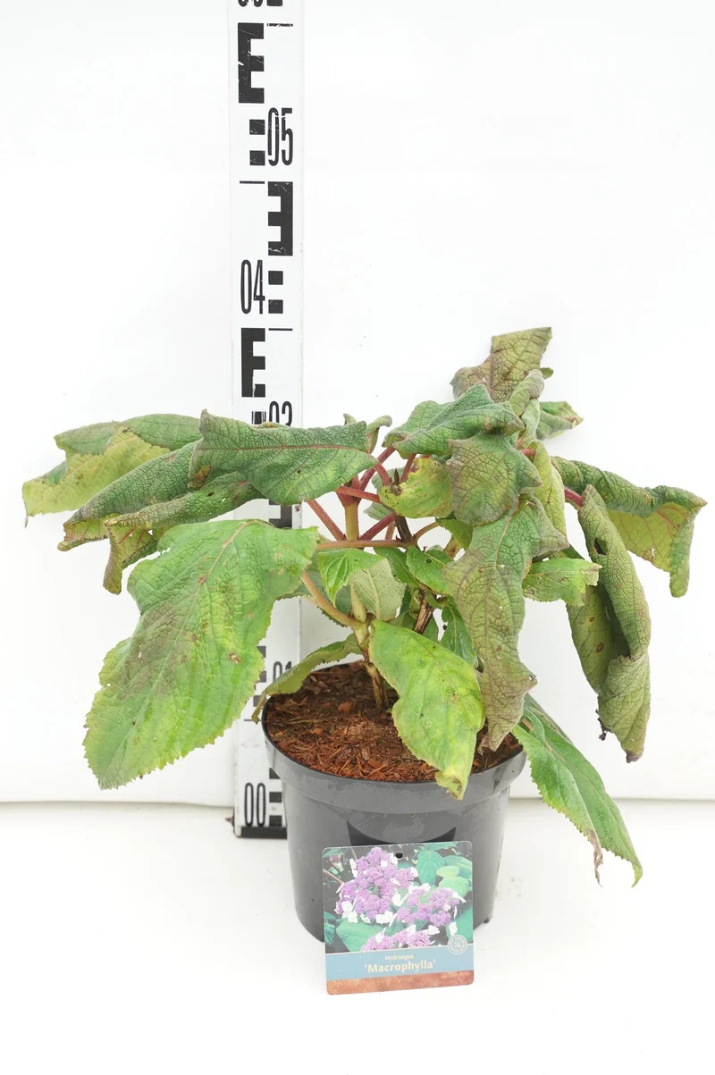 Hydrangea aspera 'Macrophylla' C3 (3 liters kruka) / 19 cm kruka 20-30 cm