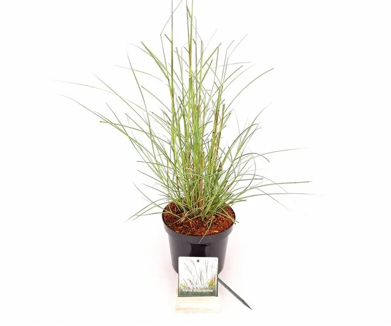 Miscanthus sin. 'Kleine Silbersp.' C3 (3 liters kruka) 30-40 cm