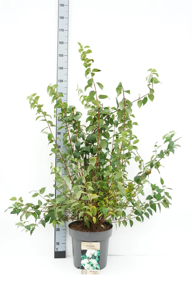 Philadelphus 'Snowbelle' C12 (12 liters kruka) 100-125 cm