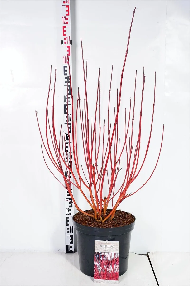 Cornus alba 'Sibirica' 100-125 cm C12 (12 liters kruka)