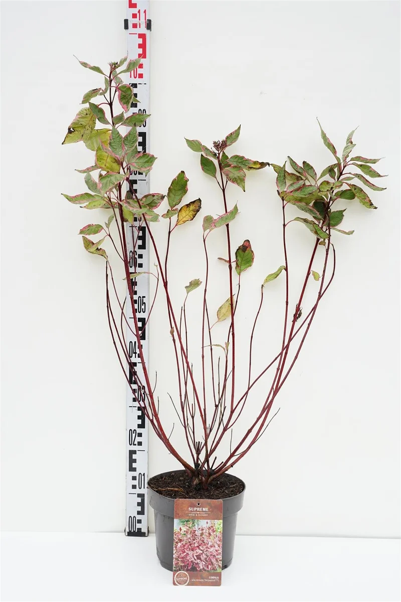 Cornus alba 'Miracle'® C4 (4 liters kruka) 60-80 cm
