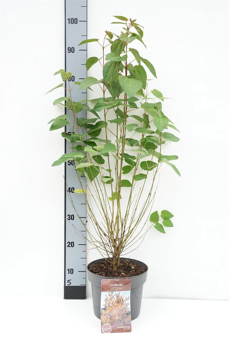Cercidiphyllum japonicum C4 (4 liters kruka) / 21 cm kruka 60-80 cm