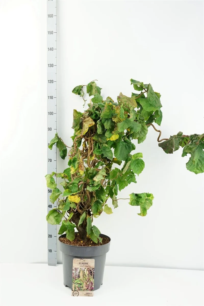 Ormhassel Corylus a. 'Contorta' C12 (12 liters kruka) 80-100 cm