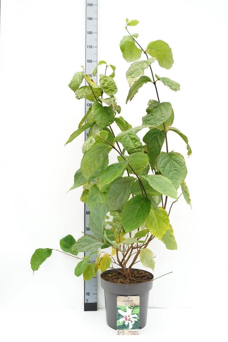 Calycanthus 'Venus' C12 (12 liters kruka) 60-100 cm