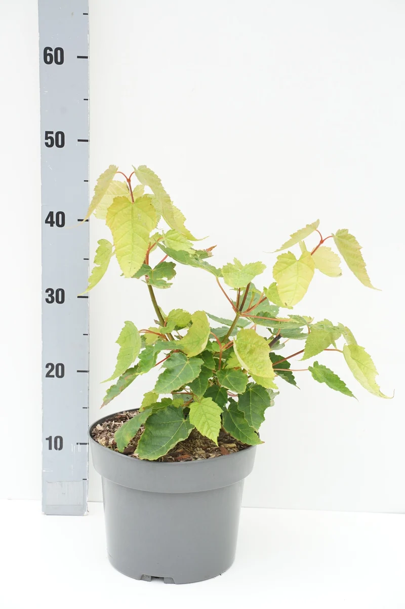 Acer davidii C4 (4 liters kruka) / 21 cm kruka 40-60 cm