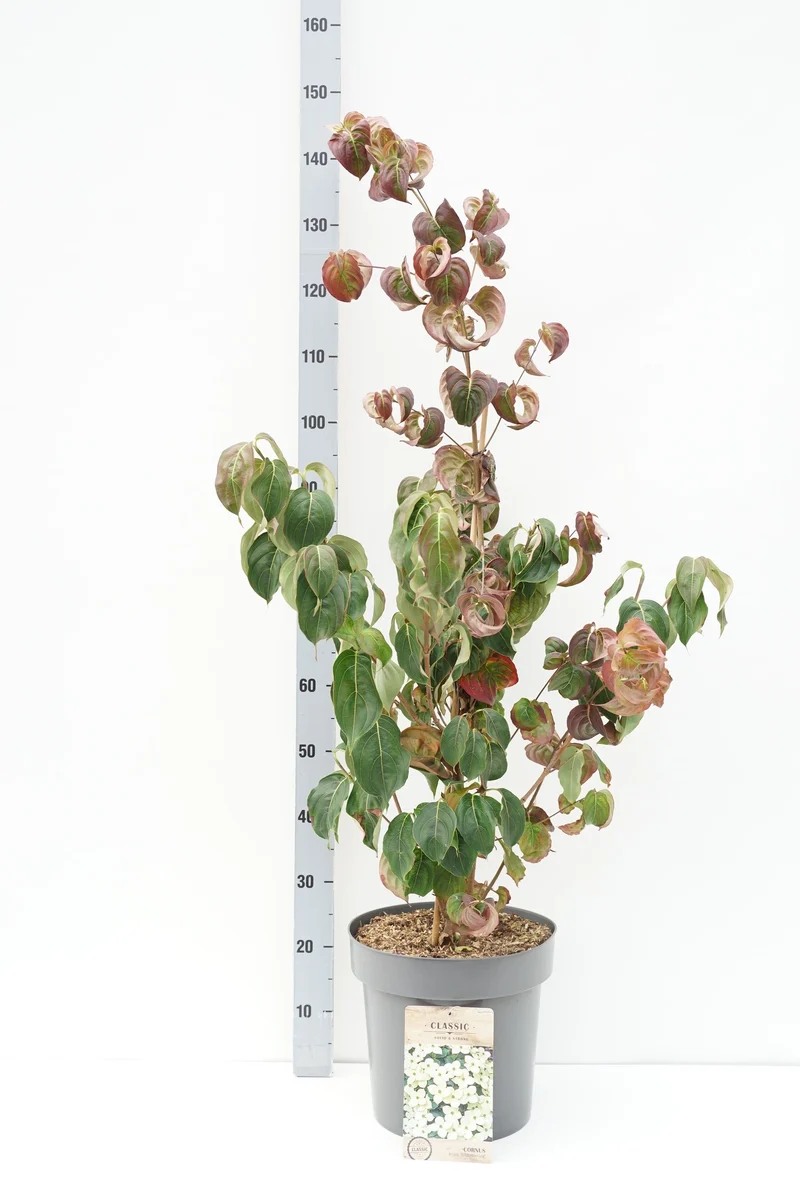 Cornus kousa 'Schmetterling' C12 (12 liters kruka) 80-100 cm