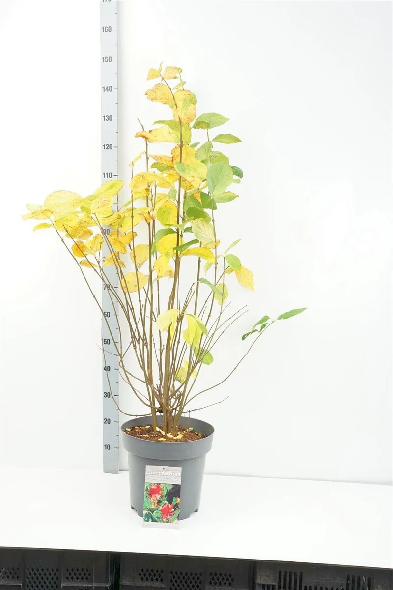 Calycanthus floridus C12 (12 liters kruka) 80-100 cm