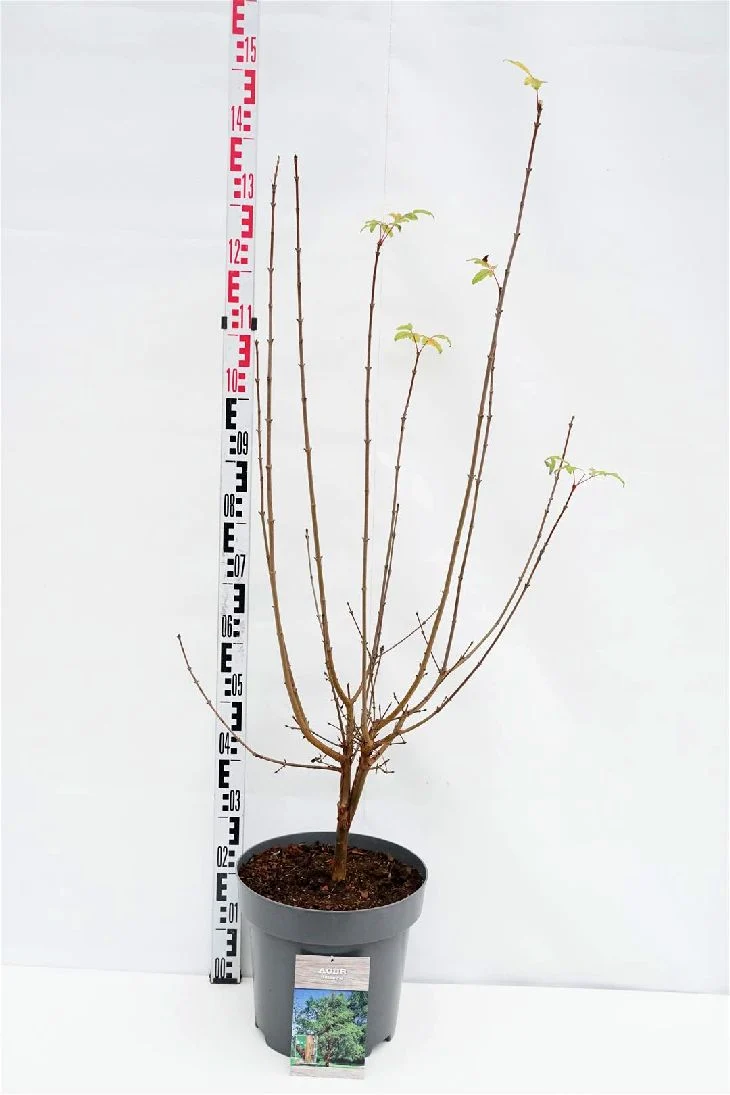 Acer griseum C12 (12 liters kruka) 80-100 cm