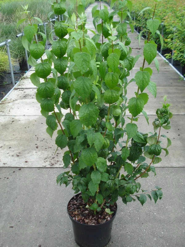 Philadelphus 'Virginal' C12 (12 liters kruka) 100-125 cm