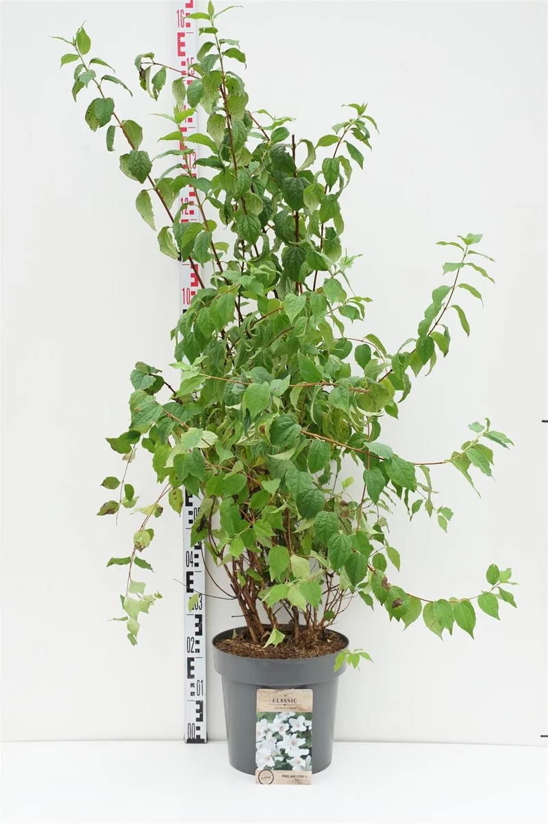Philadelphus 'Belle Etoile' C12 (12 liters kruka) 100-125 cm