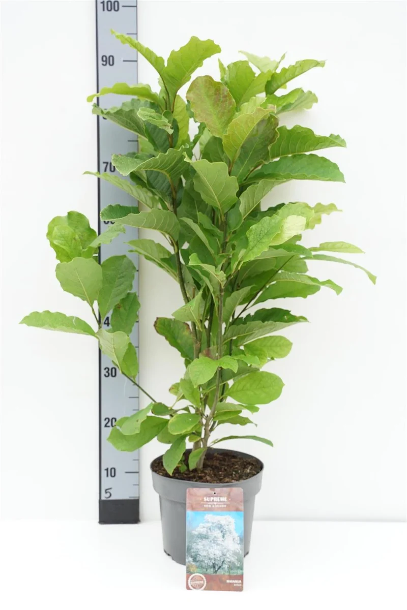 Magnolia kobus C4/P21 60-80 cm