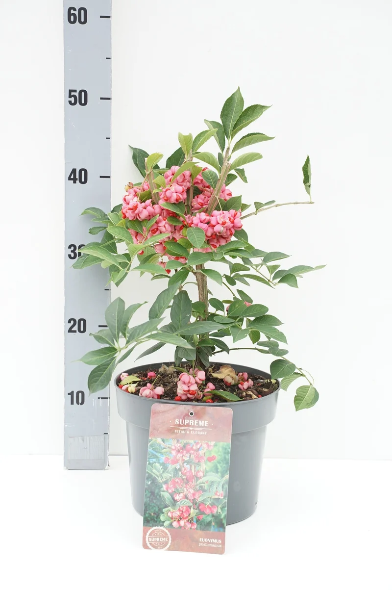 Euonymus phellomanus C4 (4 liters kruka) 30-40 cm