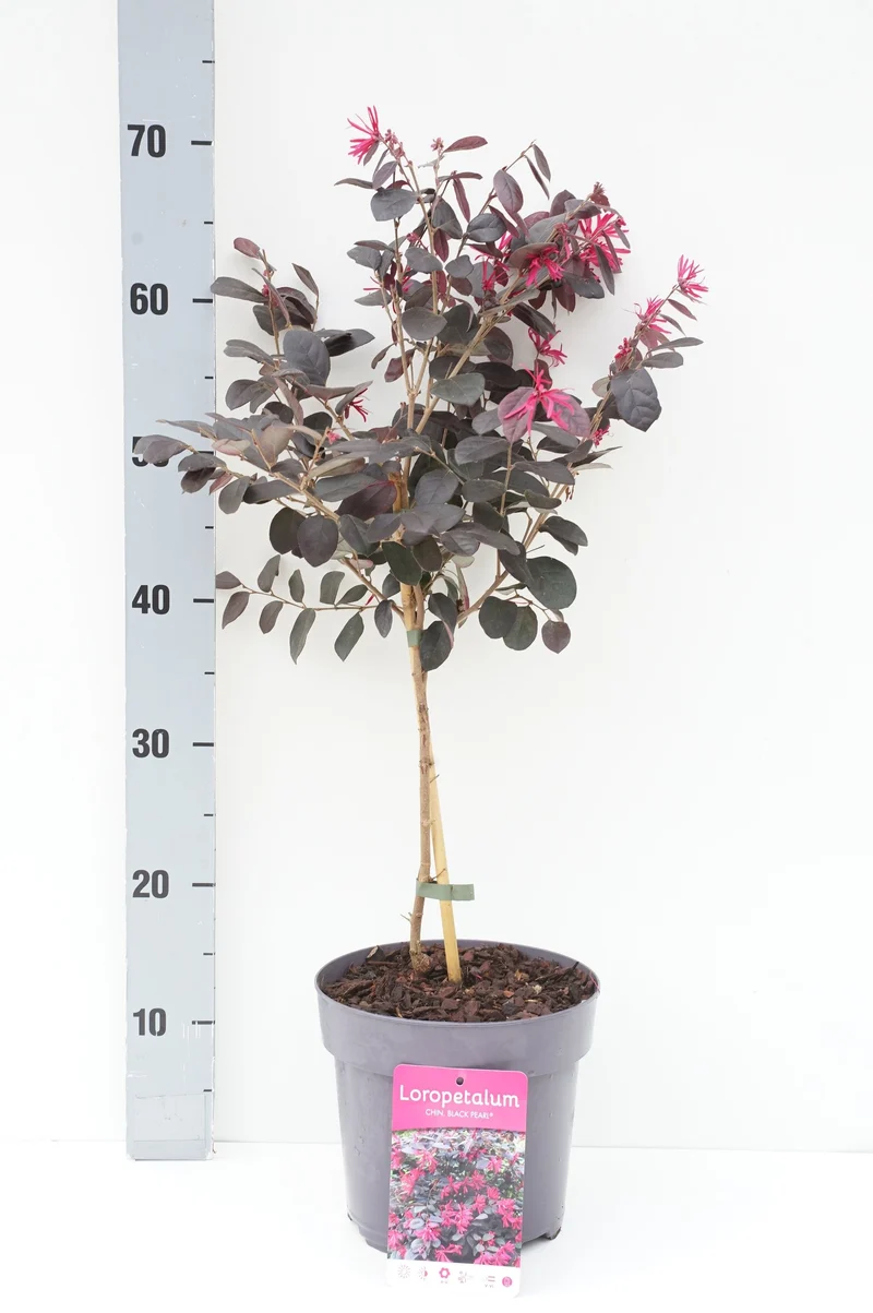 Loropetalum c. 'Black Pearl' 30 cm stam C3 (3 liters kruka) / 19 cm kruka