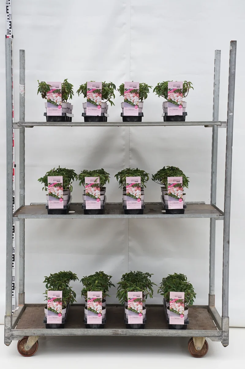 Hydrangea pan. 'Groundbreaker'® Blush C1,5 (1,5 liters kruka)
