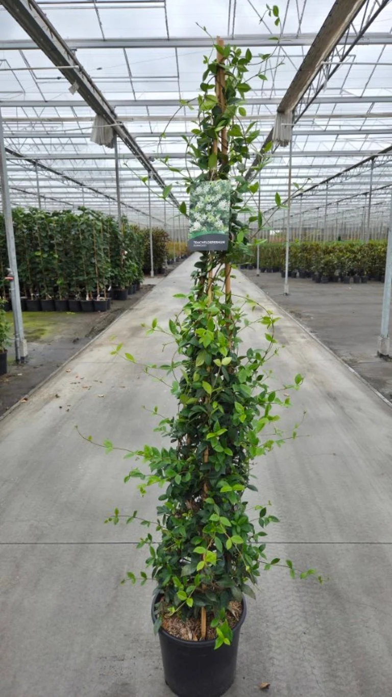 Trachelospermum jasminoides C20 (20 liters kruka) 175-200 cm 3-pack