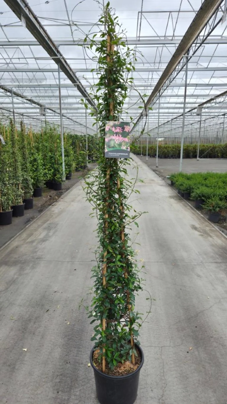 Trachelospermum j. 'Pink Showers' C20 (20 liters kruka) 175-200 cm, 3 st