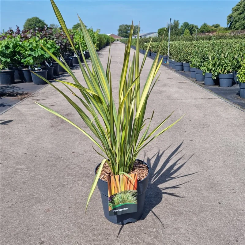Phormium 'Apricot Queen' C10 (10 liters kruka) 80-100 cm