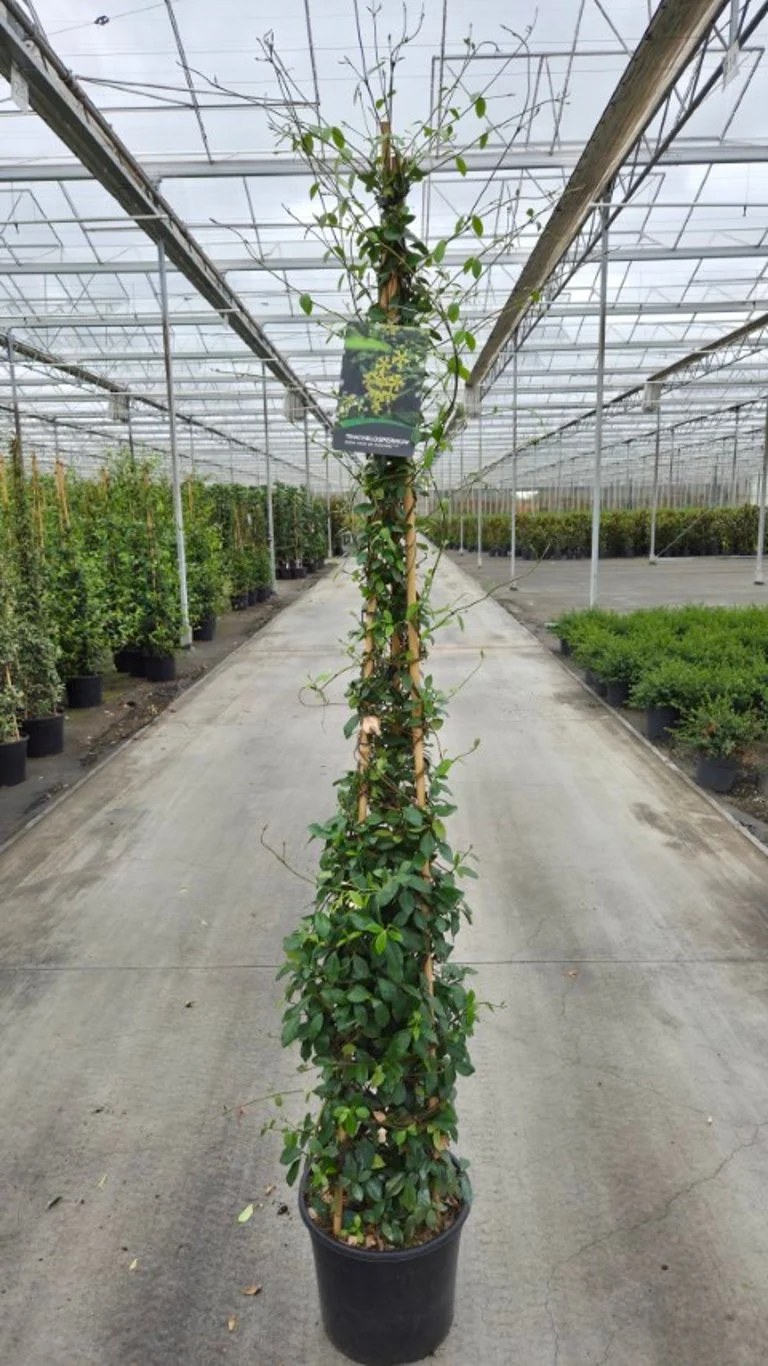 Trachelospermum jasminoides 'Star of Toscane' C20 (20 liters kruka) 175-200 cm - 3 st