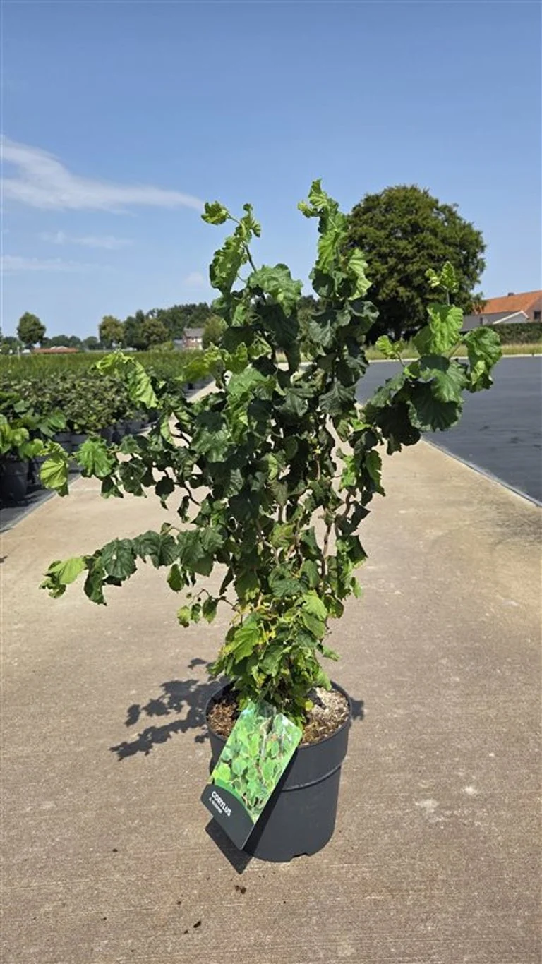 Corylus avellana 'Scooter' C10 (10 liters kruka) 80-100 cm