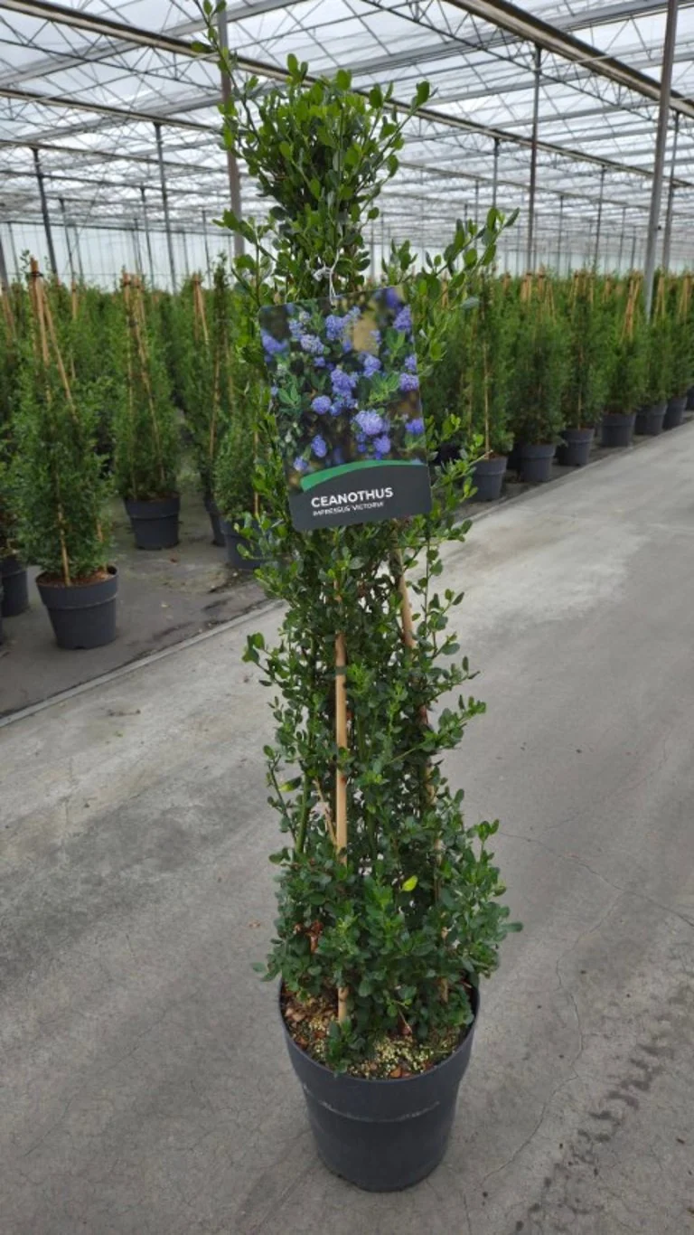Ceanothus imp. 'Victoria' C10 (10 liters kruka) 80-100 cm 3 st