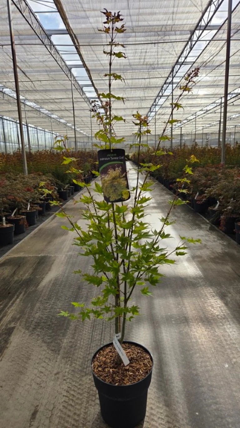 Acer palmatum 'Summer Gold' C12 (12 liters kruka) 80-100 cm