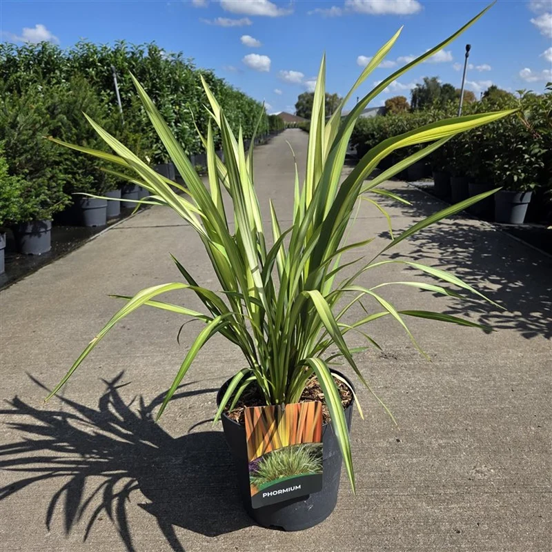 Phormium 'Yellow Wave' C10 (10 liters kruka) 50-60 cm