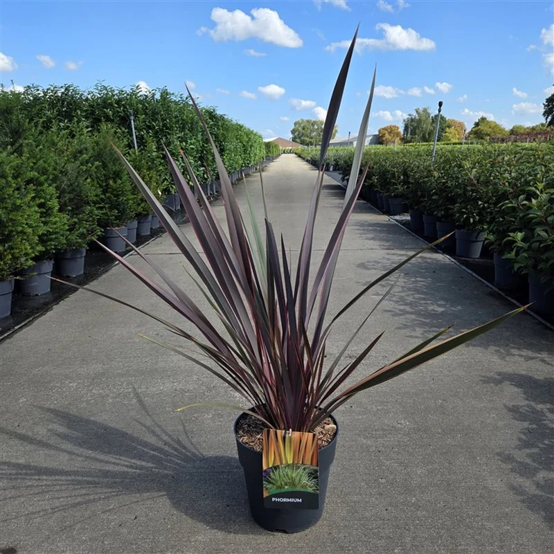Phormium 'Sundowner' C10 (10 liters kruka) 80-100 cm