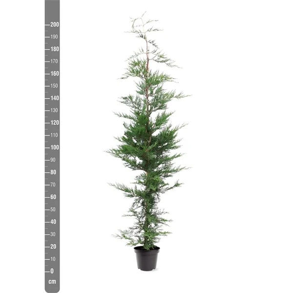 Cupressocyparis leylandii C7,5 (7,5 liters kruka) 175-200 cm