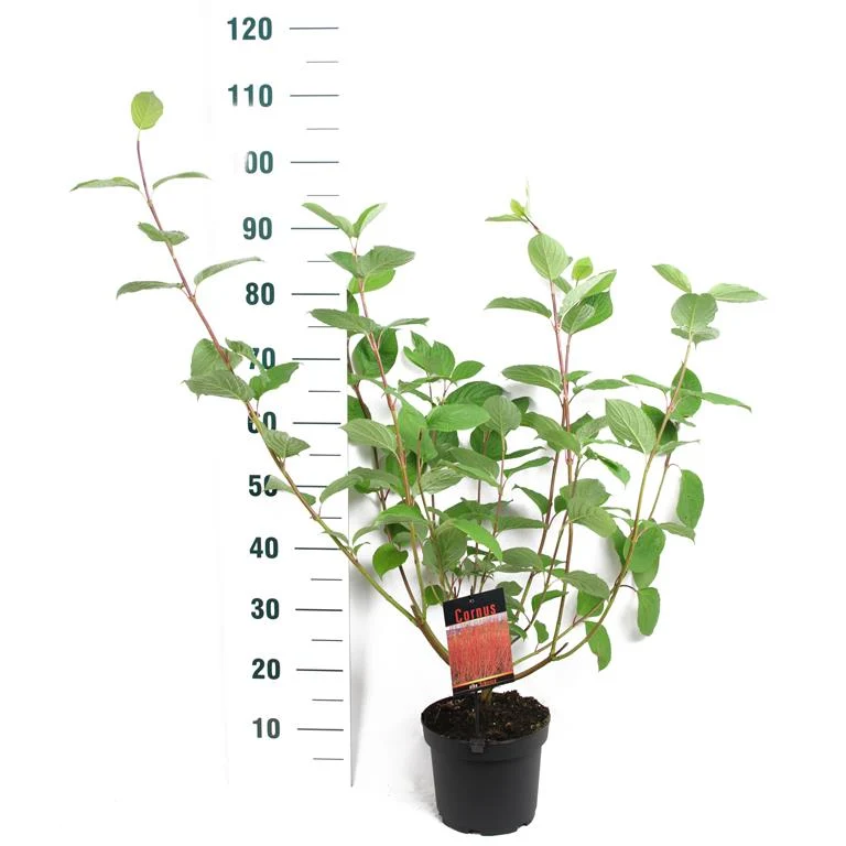 Cornus alba 'Sibirica' C3 (3 liters kruka) 50-60 cm