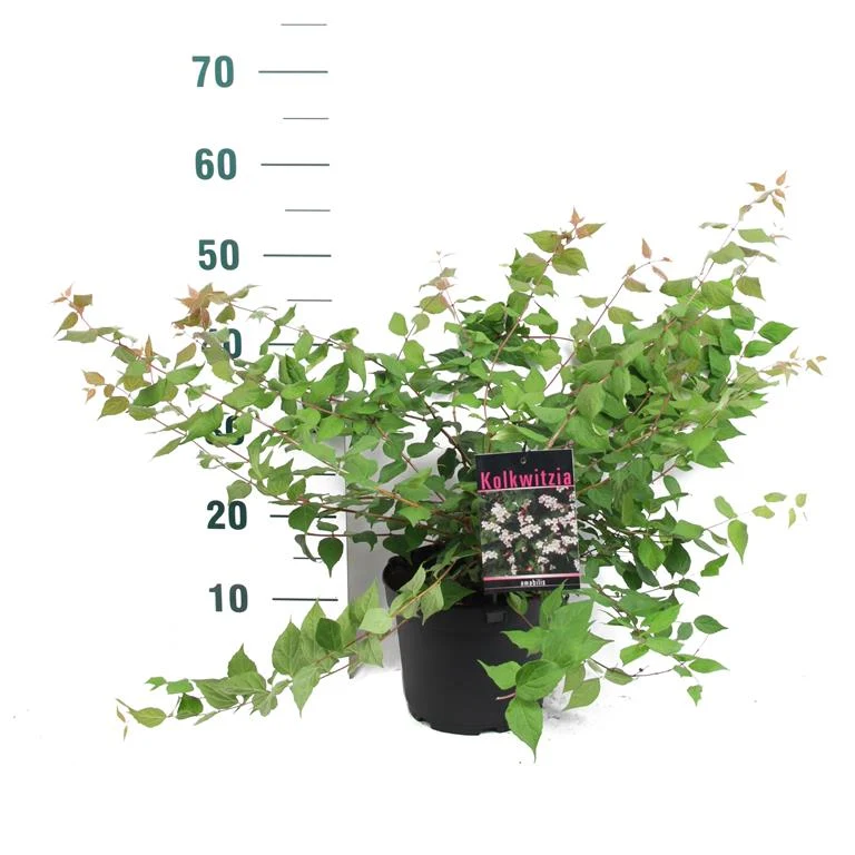 Kolkwitzia amabilis C3 (3 liters kruka) 40-50 cm