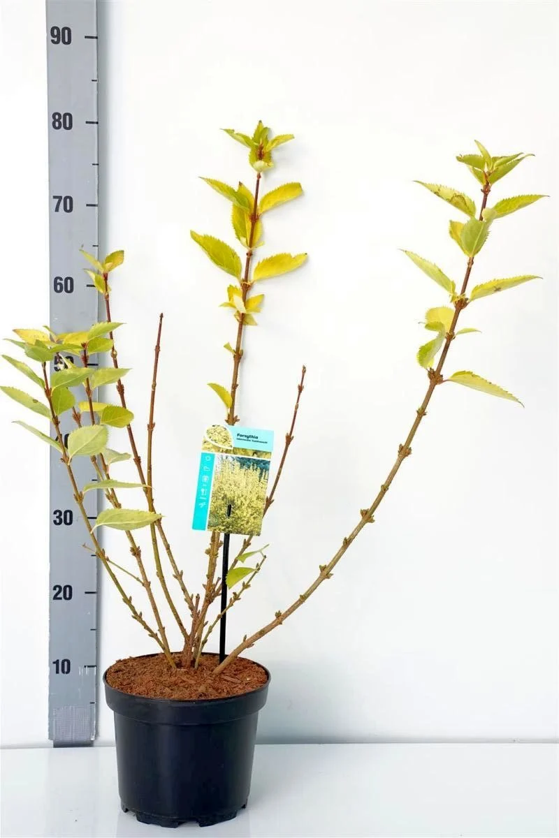Forsythia int. 'Goldrausch' C3 (3 liters kruka) / 19 cm kruka 40-50 cm