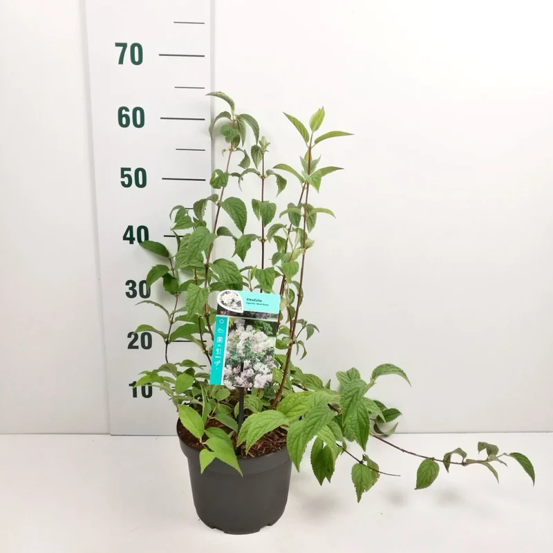 Deutzia hybrida 'Mont Rose' C3 (3 liters kruka) 50-60 cm