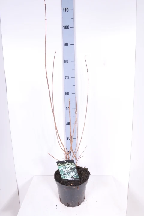 Philadelphus coronarius C3 (3 liters kruka) 50-60 cm