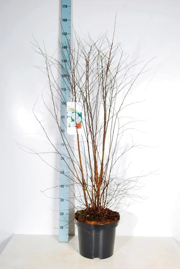 Spiraea vanhouttei C12 (12 liters kruka) 100-125 cm
